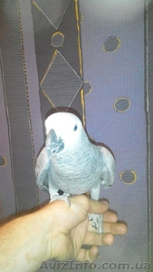 СРОЧНО Дешево продам ручного говорящего жако!! #1318297