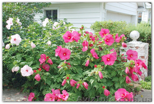 Продам саженцы гибискусов,  бругмансии,  альбиции,  флоксов и др.  #1308682