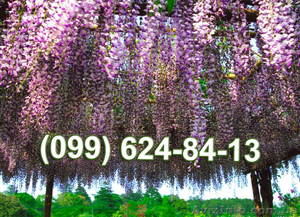 Саженцы Глицинии цена от 25 грн. Доставка почтой по Украине #1315355