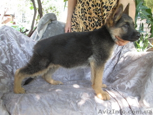 Продам щенков немецкой овчарки Черкассы #1307839