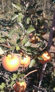 Продам яблоки с сада.Сорта Гала Маст, Гала Галакси, Чемпион, Голден Делишес, Ренет С #1318508