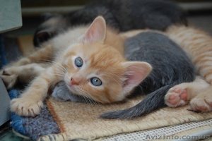 Отдадим солнечных котят #1316251