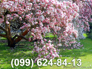 Саженцы Магнолии почтой в Украине. Магнолия желтая,  фиолетовая,  сиреневая #1315271