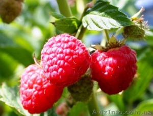 Саженцы ремонантной малины оптом  #1318384