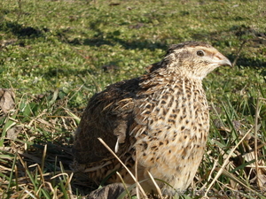 Цесарки,  перепела #1311965