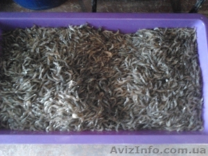 Продам черноморскую    креветку в розницу и    оптом #1318895