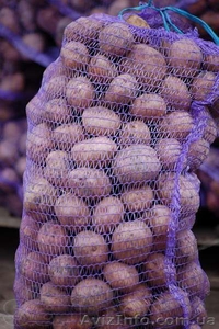 Картофель   оптом   от   производителя #1313245