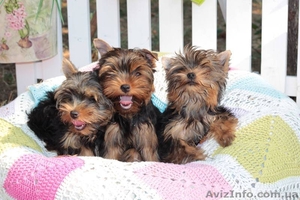 Продам щенка йоркширского террьера #1326632