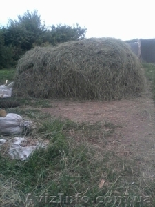 продам сено свежего укоса не дорого  #1320281