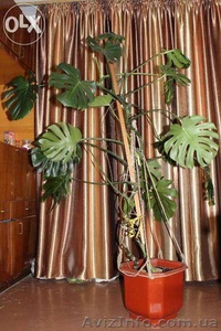 Продам взрослую монстеру #1323175