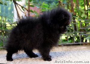 Продам красивого померанского шпица #1325312