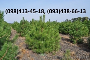 Елки оптом,  сосны оптом новогодние живые #1325072