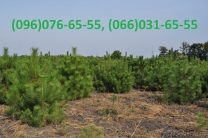 Новогодние живые елки опт 2015 #1322058