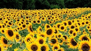 Куплю подсолнечник оптом по Украине #1319992