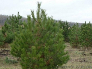 Елка оптом,  сосна оптом свежеспиленные #1329147