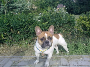 Предлагаю для вязки кобеля Французского бульдога... #1322839