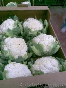 Цветная капуста из Испании #1329754
