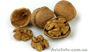 Куплю грецкие орехи кругляк урожая 2015 года #1323967