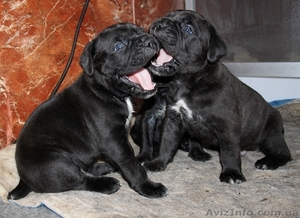 Щенки кане корсо из профессионального питомника #1325059