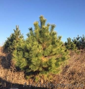 Новогодние сосны / елки оптом #1325074