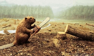 Валка аварійних та сухостійних дерев під ключ у Києві й Київській області #1321456