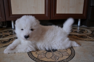 Ищем ответственные руки для щенков Самоедской лайки. #1327643