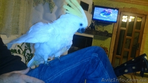 Продам Какаду Желтохохлый Галерита Тритон птенец #1328360