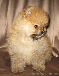 Пушистое облачко хорошего настроения. #1328639