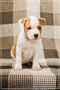 Малышня  Амстффы #1323315