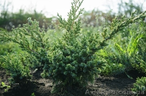 Можжевельник от производителя  #1323632