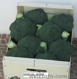 Брокколи из Испании #1328959