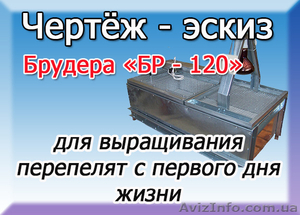 Чертёж брудера для выращивания перепелов  #1324553