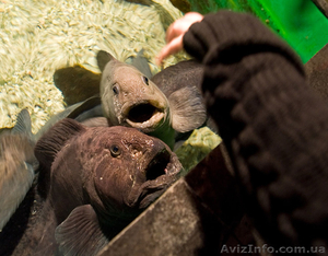 консультации руководителям личный опыт #1324835