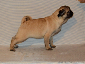 Абрикосовая девочка мопс 3, 5 мес #1327761