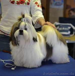 ши-тцу щенок  шоу класса #1319476