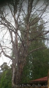 Удаление деревьев любой сложности. #1319560