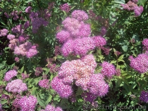 Спирея Бумальда 