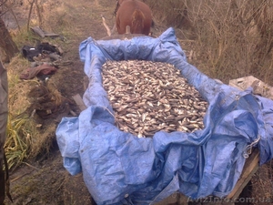 Продам мелкого и не очень карасика #1326649