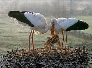 Оптовая ветеринарная аптека Veterinariya.info #1322199