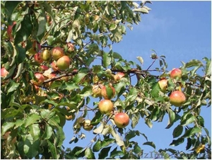 Предлагаю обрезку плодовых деревьев #1319557