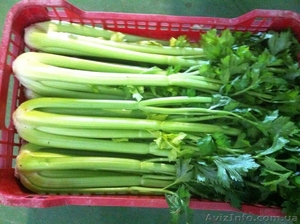 Сельдерей. Прямые поставки из Испании #1329011
