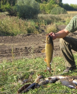 Продам живого карпа оптом и в розницу #1326648