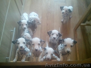 Продам чистокровных щенков далматина #1328450