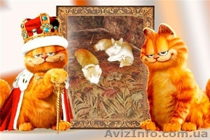 красивые котята 5 месяцев,  мальчики. #1315171