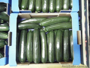 Кабачки цукини. Прямые поставки из Испании #1329030
