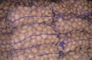 Продаем отличный картофель оптом по всей Украине! #1324114