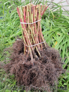 Саженцы малины ежевичной,  ремонтантный сорт #1321722