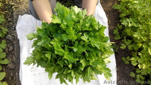 Продам петрушку крупным и мелким оптом. #1330589
