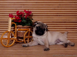 Щенок мопс мальчик КСУ-FCI #1325448