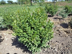 Самшит от производителя  #1323625